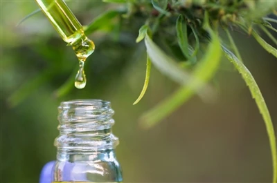 CBD vs. THC: Wszystko, co musisz wiedzieć
